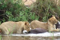 Video: Sư tử dùng sở đoản để săn giết trâu rừng