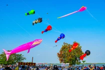 Những cánh diều no gió giữa lòng Tây Đô