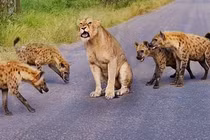 Video: Vua sư tử rơi vào vòng vây của kẻ thù truyền kiếp