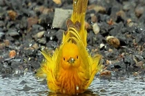 4 con giáp phúc lộc tứ bề, gia đình sum họp sung túc