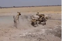 Video: Sư tử bị đàn chó hoang “đánh hội đồng” và cái kết