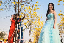 Trèo cây, leo thang để có bức ảnh đẹp với hoa phong linh