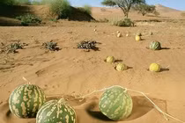 Vì sao không phải ai cũng có thể ăn dưa hấu sa mạc?