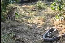 Video: Báo hoa mai hốt hoảng tháo lui vì đụng kẻ ăn thịt đáng sợ