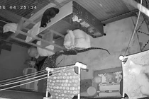Video: Xem camera phát hiện mèo nhà tấn công trăn khủng trong đêm