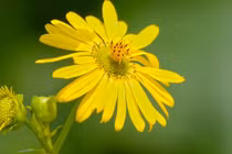 Ai sinh tháng Âm lịch này, mười người 9 người giàu có