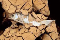 Con cá "khỏe" nhất, chết trên sa mạc vài năm, gặp nước sống lại ngay