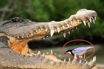 Loài chim dũng cảm nhất thế giới, tìm thức ăn trong miệng cá sấu