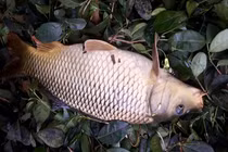 7 lợi ích của việc ăn cá không phải ai cũng biết