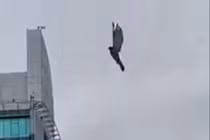 Video: Đại bàng “hóa đá” giữa bầu trời, bất ngờ sự thật phía sau