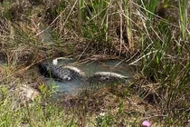 Video: Cá sấu quăng quật, ăn thịt trăn khủng trước mặt người quay phim