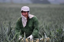 Sử dụng rác thải nông nghiệp, doanh nghiệp tiết kiệm hàng chục tỷ/ năm