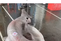 Bắt được cá mập yêu tinh "khủng" đang mang thai 6 con