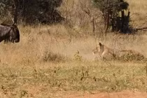 Video: Khiến sư tử bối rối, linh dương đầu bò mắc sai lầm ngớ ngẩn