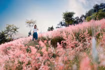 Đồi cỏ hồng đẹp lạ cách Hà Nội 70km, khách đổ tới check-in 