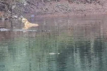 Bầy cá sấu khổng lồ cứu chú chó hoang giữa dòng nước