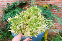 Hoa đu đủ đực tốt cho tiểu đường, hô hấp nhưng đừng chỉ dùng uống