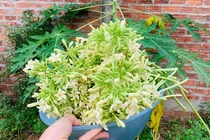 Hoa đu đủ đực tốt cho tiểu đường, hô hấp nhưng đừng chỉ dùng uống