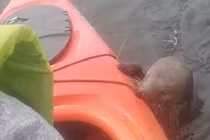 Video: Người phụ nữ choáng váng khi rái cá tò mò bám vào thuyền