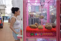 Chán chơi gắp thú, giới trẻ thích thú rủ nhau đi gắp sầu riêng