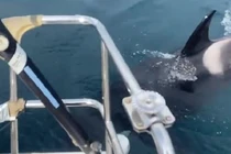 Thuyền trưởng bị cá voi sát thủ tấn công 