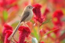 3 con giáp Thần Tài ở bên, biến rủi thành may, nắm ngay tiền tỷ