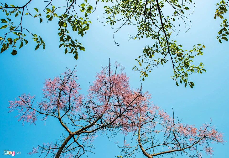 Ngô Đồng - loài hoa trong cung vua đang nở rộ