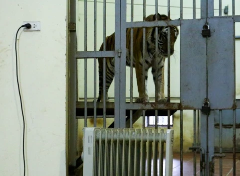 Ảnh: Nhân viên vườn thú căng mình ủ ấm cho voi, hổ, báo