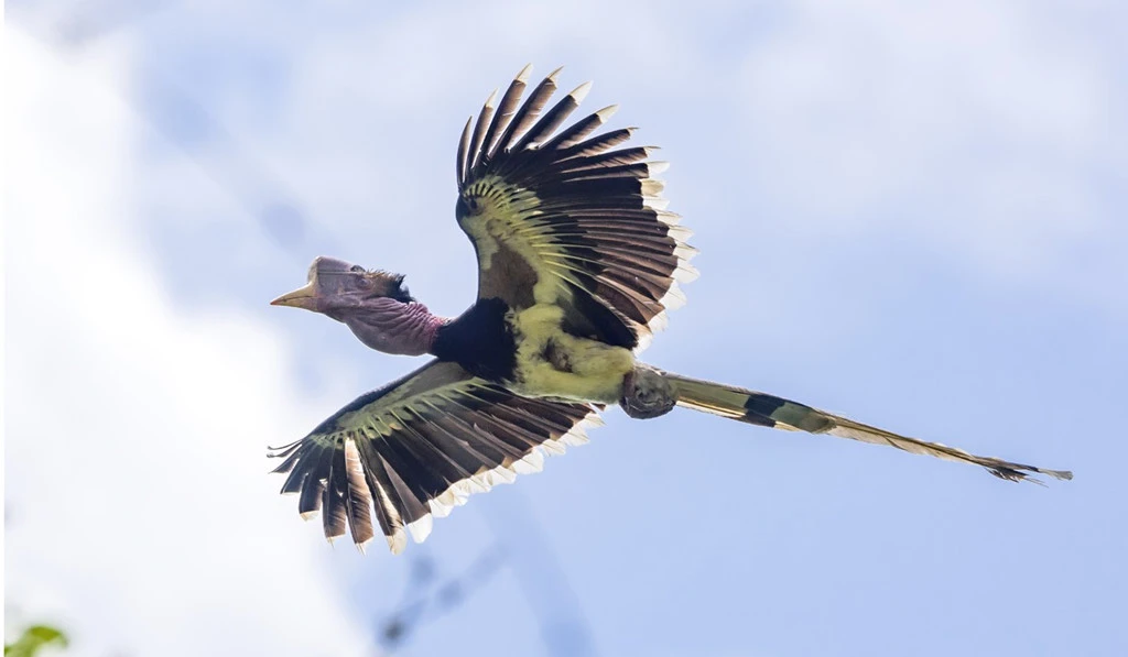 Bi kịch tới từ cái độc của chim hồng hoàng mũ cát