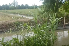 Một đoạn tuyến kênh Xẻo Muồng