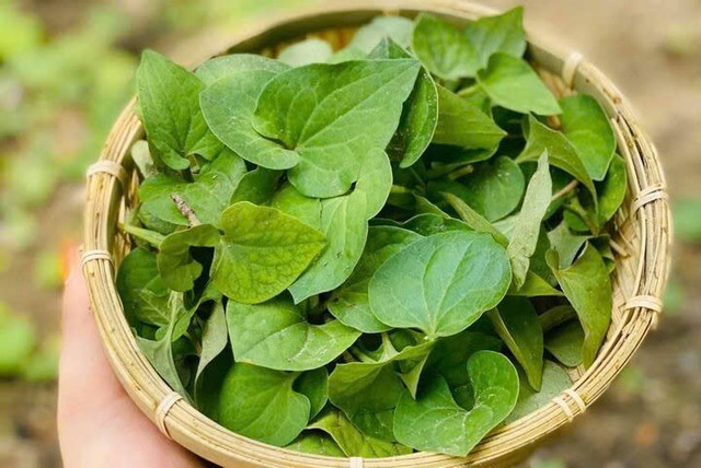 Ảnh minh họa. 69a4da6ecd5d7a03234c.jpg