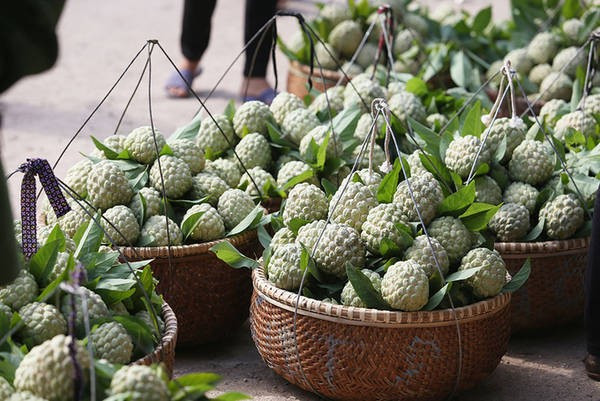 Trải nghiệm hái na. Ảnh IViVu huu-lung3.jpg