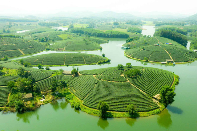 Đảo chè Thanh Chương được ví như '"ịnh Hạ Long trên cạn'"của miền Tây xứ Nghệ với vẻ đẹp thiên nhiên đẹp tựa tranh vẽ. Ảnh MIA dao-che-4161.jpg