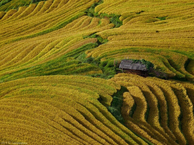 Ảnh Mây Lang Thang xim-vang-ve-binh-di-giua-nui-rung-tay-bac.jpg