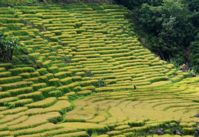 So với những thửa ruộng bậc thang ở Tây Bắc, ruộng bậc thang ở bên chân núi Ngọc Linh có những khoảng ngắt quãng ngắn và nhỏ hẹp hơn. Ảnh Dantocvaphattrien mu-vang.jpg