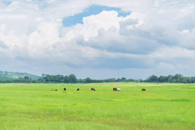 Thời điểm lý tưởng để khám phá “thảo nguyên” Trị An là từ tháng 6 đến hết tháng 8 hằng năm, khi mực nước hồ rút mạnh, để lộ những thảm cỏ xanh rì trải dài hút mắt. Ảnh Huynh Nguyen Hoang Linh ho-tri-an4.jpg