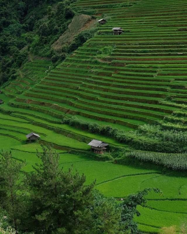 Ảnh hoangbichmai mua-lua-xanh5.jpg