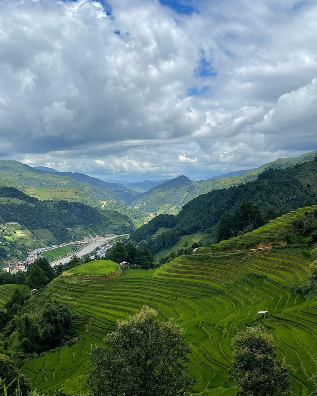 Ảnh hoangbichmai mua-lua-xanh.jpg