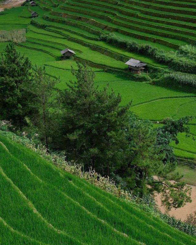 Ảnh hoangbichmai mua-lua-xanh2.jpg