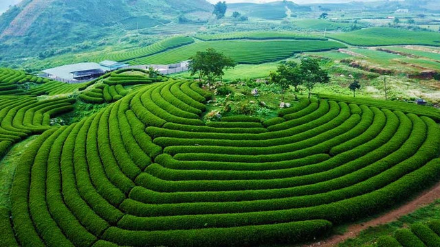 . Ngồi nhâm nhi tách trà nóng giữa không gian mát lành, hít thở hương trà thoang thoảng, mọi muộn phiền dường như tan biến. Ảnh MIA moc-chau5.jpg