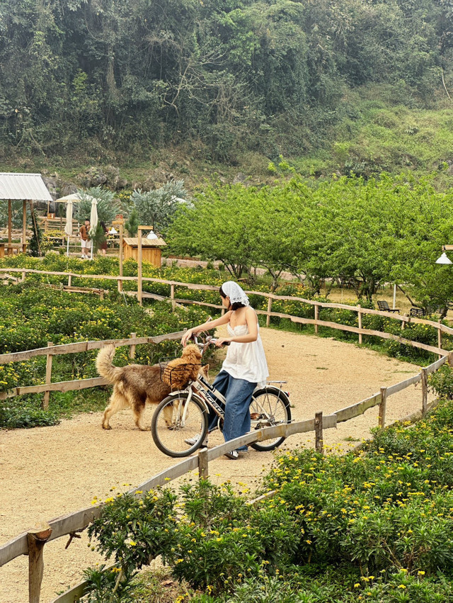 Nhưng mùa thu, từ tháng 8 đến tháng 10, là lúc cao nguyên trở nên đẹp nhất: ban ngày nắng nhẹ vàng óng, sáng sớm và chiều tối se lạnh dịu dàng, thiên nhiên khoác lên mình tấm áo mới, khiến mọi góc nhìn đều nên thơ. Ảnh La Mộc moc-chau2.jpg