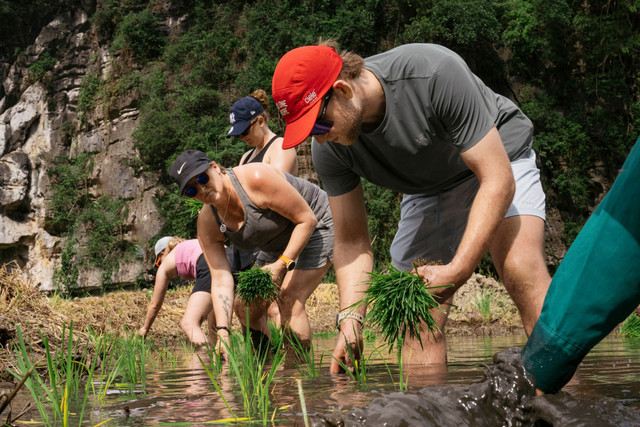 Ảnh Tam Coc Scenic Area cay-lua.jpg