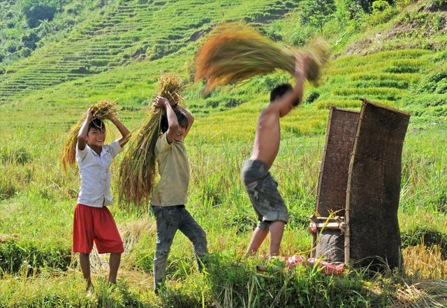 Trẻ em cùng nhau đập lúa. Ảnh Dantocvaphattrien mua-vang.jpg