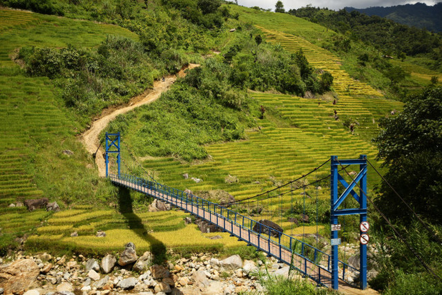 Cây cầu quen thuộc dẫn đến Ruộng bậc thang Ngọc Linh được nhiều người lựa chọn để check-in mỗi khi đi ngang qua. Ảnh MIA mua-vang4.jpg