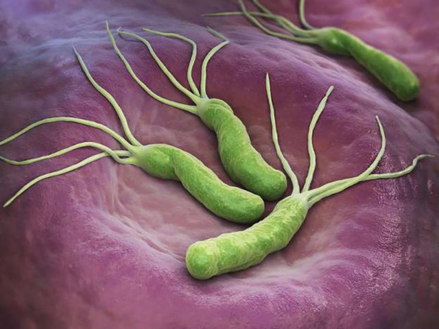 Vi khuẩn H. pylori là một xoắn khuẩn Gram âm, cư trú ở dạ dày người. Ảnh minh họa vi-khuan.jpg