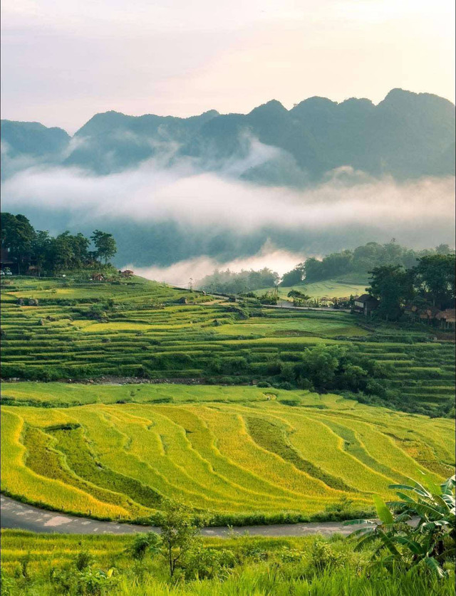 Lúa chín vàng trên những ruộng bậc thang ở Pù Luông - Ảnh Blog của Rọt anh-2.jpg