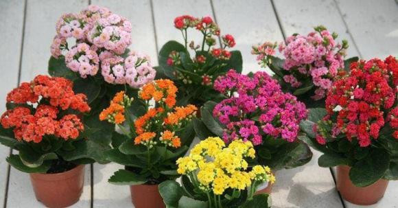 5 loại hoa tượng trưng cho phú quý, trồng trong nhà sẽ gặp may mắn - Hình 3 5 loai hoa tuong trung cho phu quy, trong trong nha se gap may man-Hinh-3