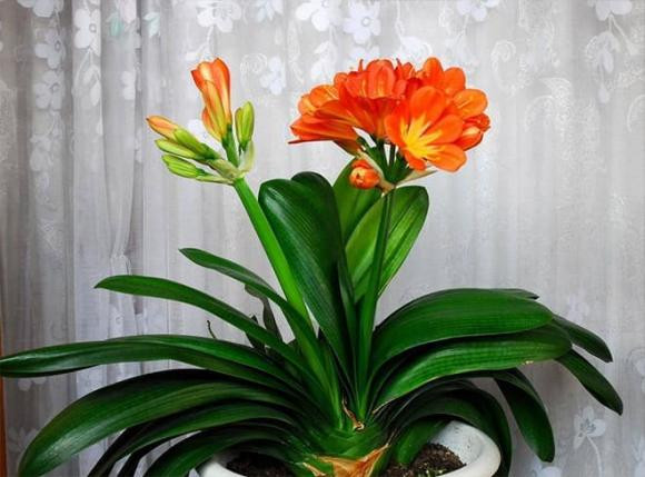 5 loại hoa tượng trưng cho phú quý, trồng trong nhà sẽ gặp may mắn - Hình 5 5 loai hoa tuong trung cho phu quy, trong trong nha se gap may man-Hinh-5
