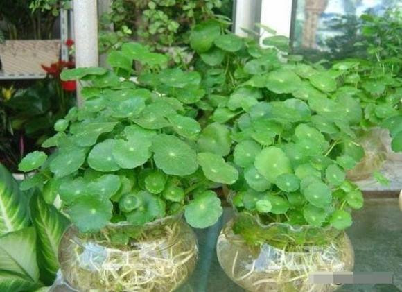 5 loại hoa tượng trưng cho phú quý, trồng trong nhà sẽ gặp may mắn - Hình 4 5 loai hoa tuong trung cho phu quy, trong trong nha se gap may man-Hinh-4