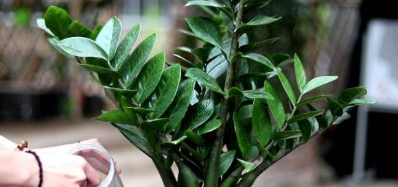 5 loại hoa tượng trưng cho phú quý, trồng trong nhà sẽ gặp may mắn 5 loai hoa tuong trung cho phu quy, trong trong nha se gap may man